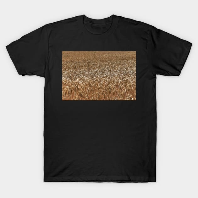 Golden Wheat Field T-Shirt by ernstc